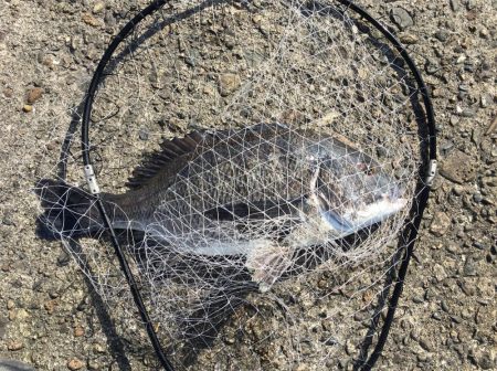 落とし込みでチヌ！再び！！